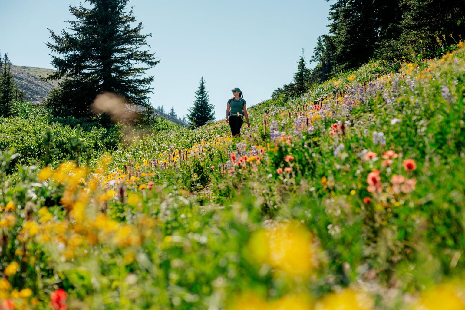 Person walking through a colorful wildflower meadow under a clear blue sky.