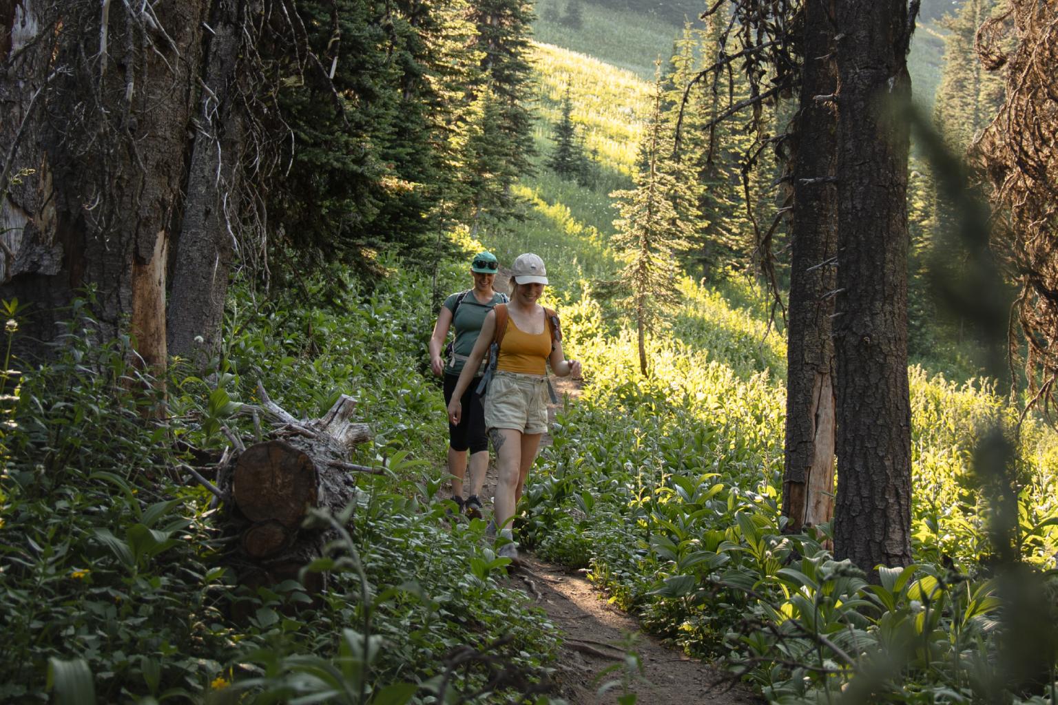 Two people hiking on a sunlit forest trail surrounded by trees and greenery.