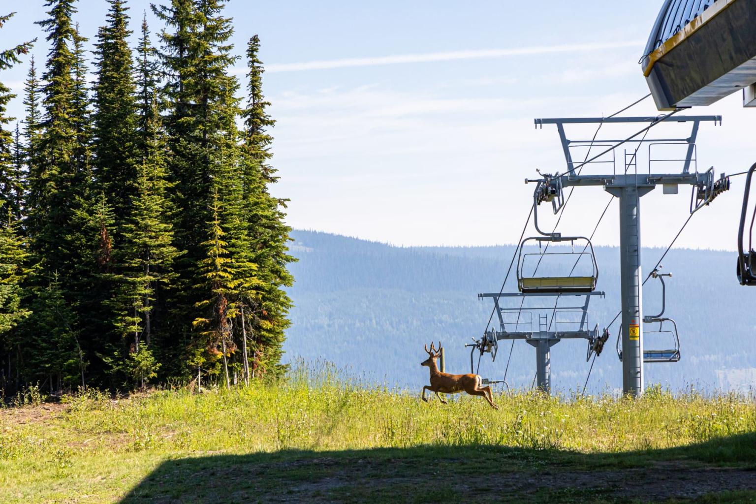 Deer running near ski lift and pine trees, with mountains in the background.