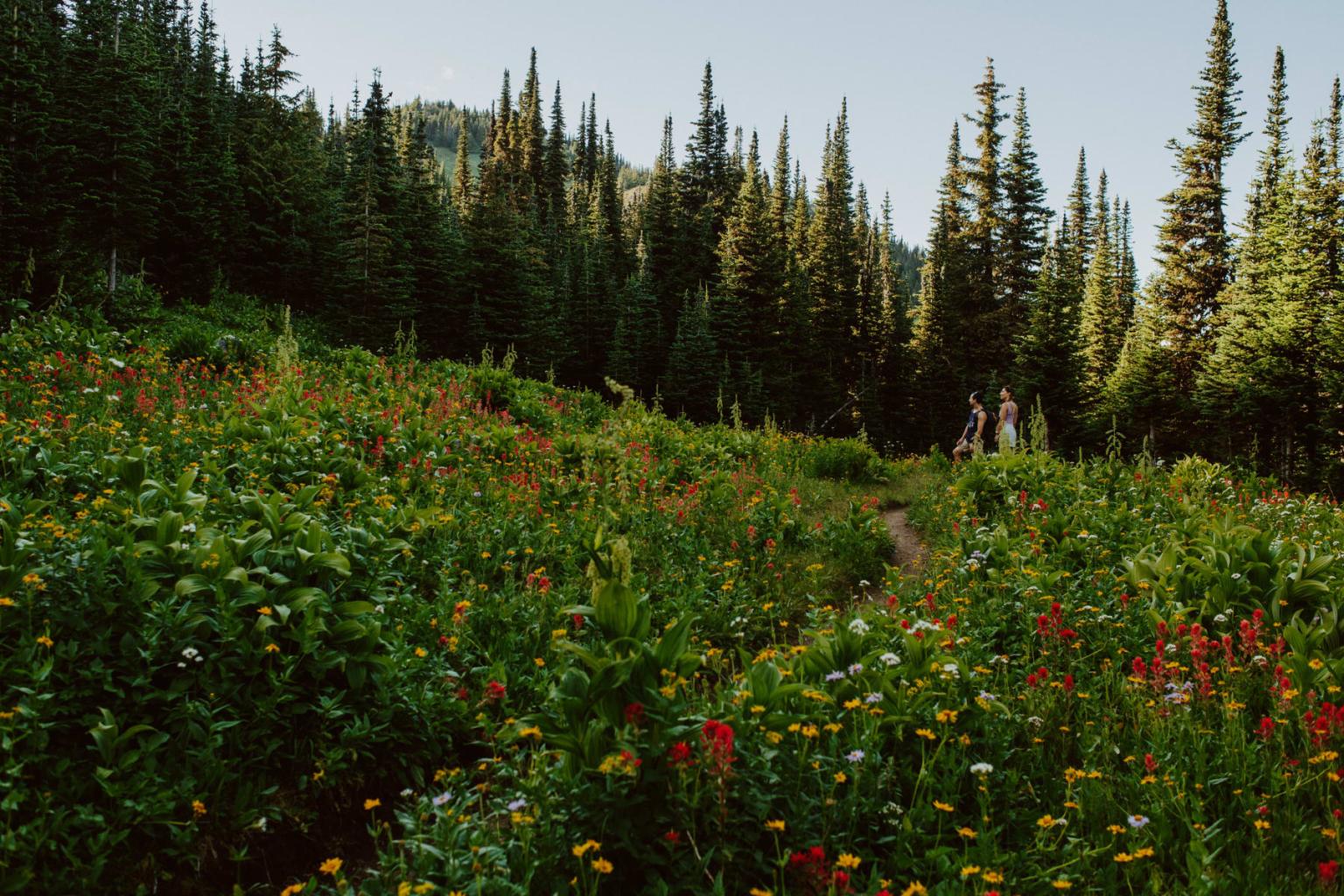 Lush wildflower meadow with tall evergreen trees under a clear blue sky.