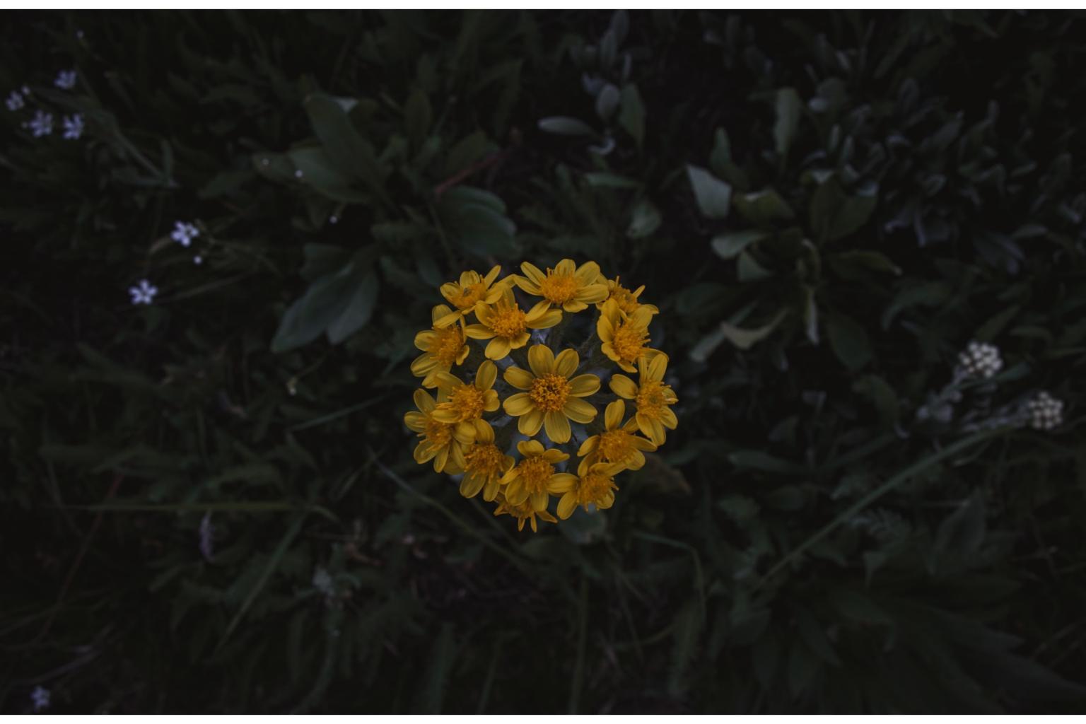 Yellow flowers on dark foliage background.