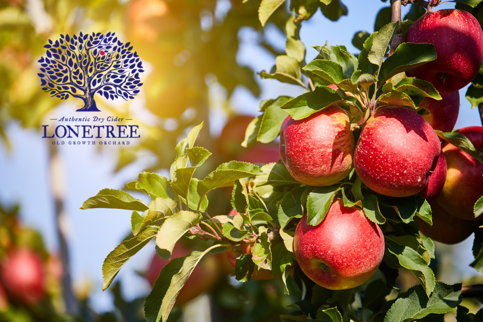 Red apples on a sunlit tree branch; Lonetree Cider logo in the top left corner.