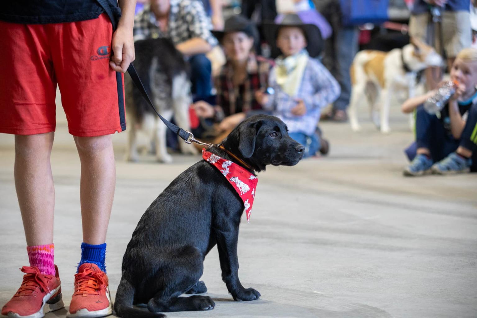 A simple and stylish red bandanna!