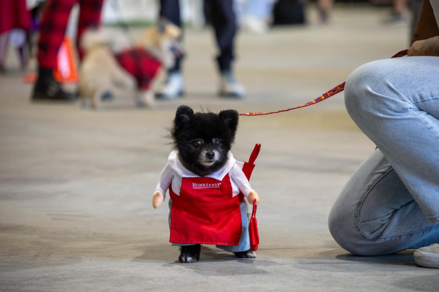This professional pup got their retail shift covered to be here.