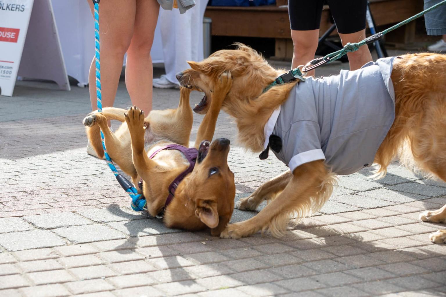 Always time for a tussle!