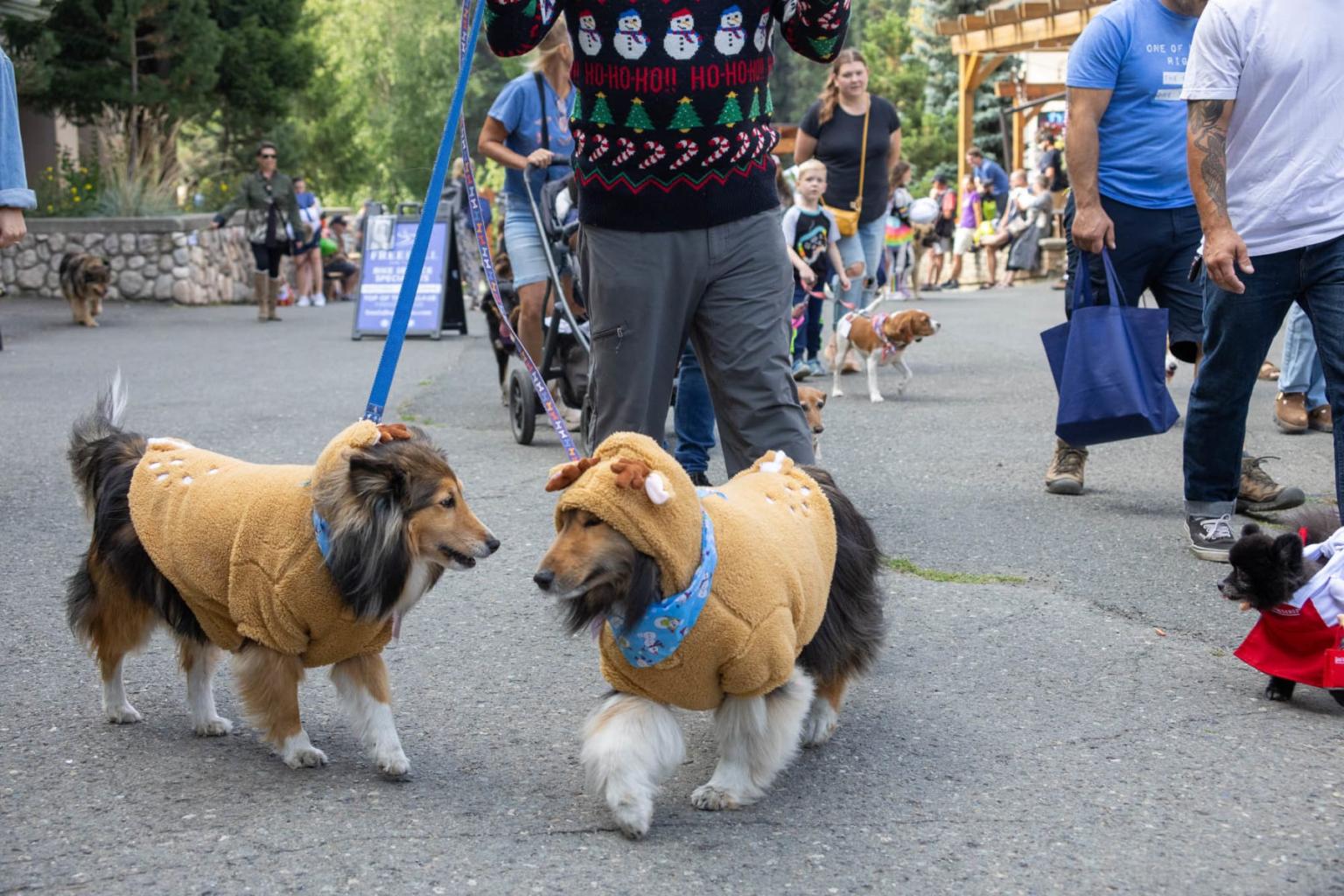 Twinning pups making an entrance on the Village Walk.
