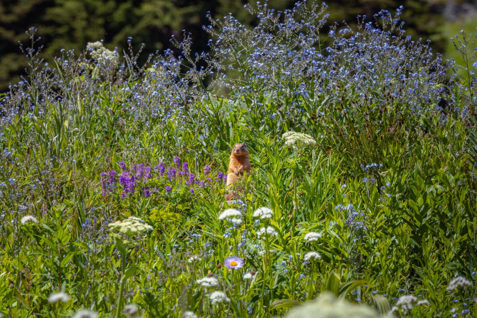 Marmot standing among wildflowers in a meadow.