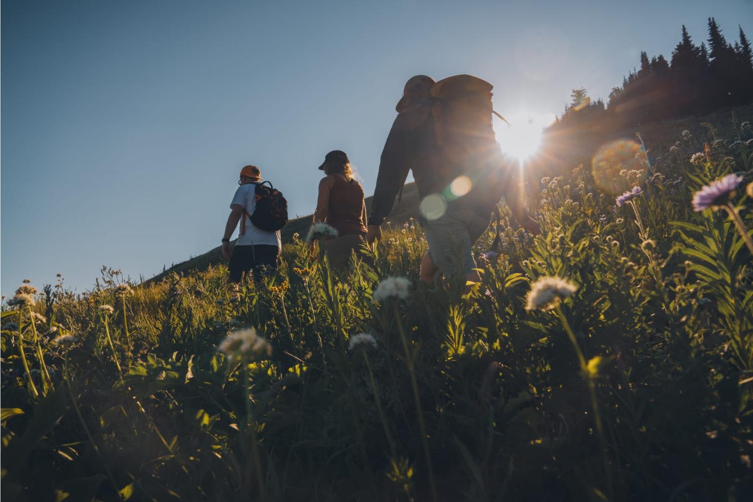 Hikers in a sunlit meadow with wildflowers.