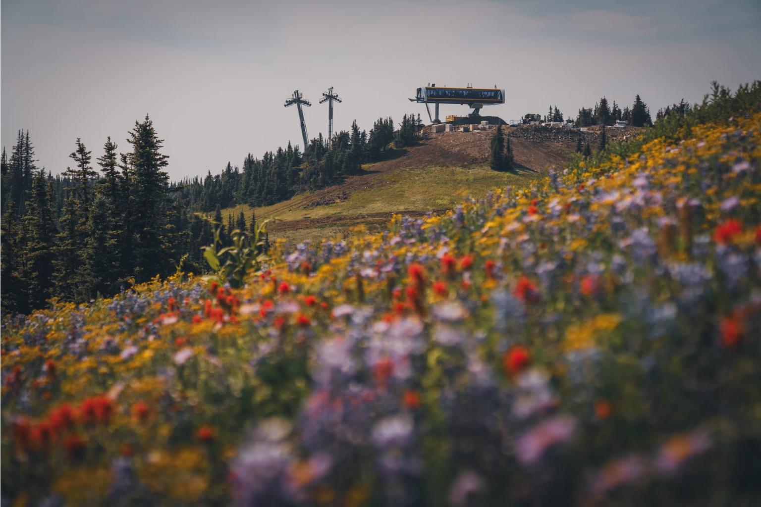 Field of wildflowers with a distant ski lift on a hilltop.