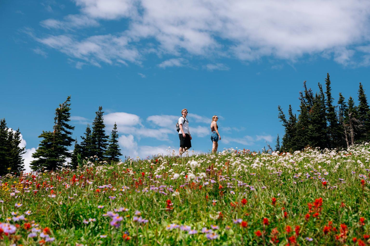 Two people hiking through a colorful wildflower meadow under a blue sky.