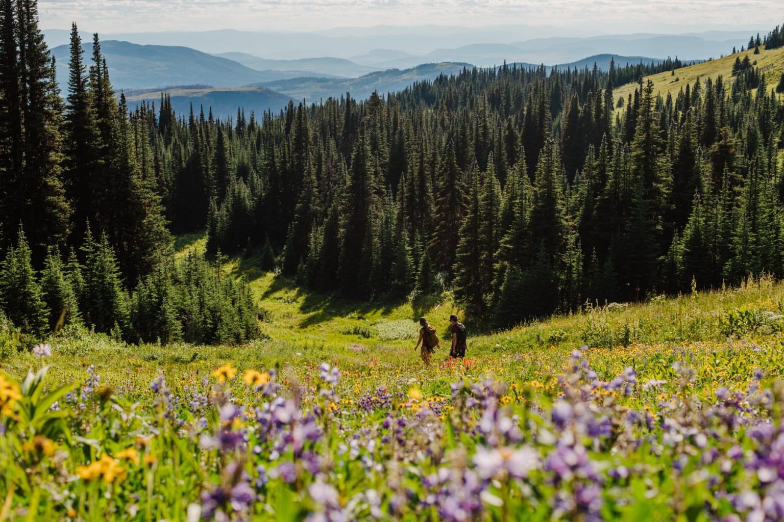 Mountain meadow with wildflowers, trees, and distant hills under a blue sky.