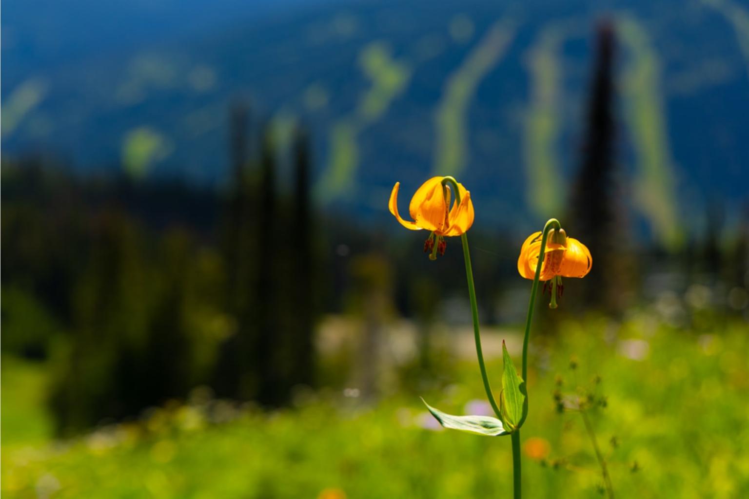 Two orange flowers in a mountain meadow with blurred trees in the background.