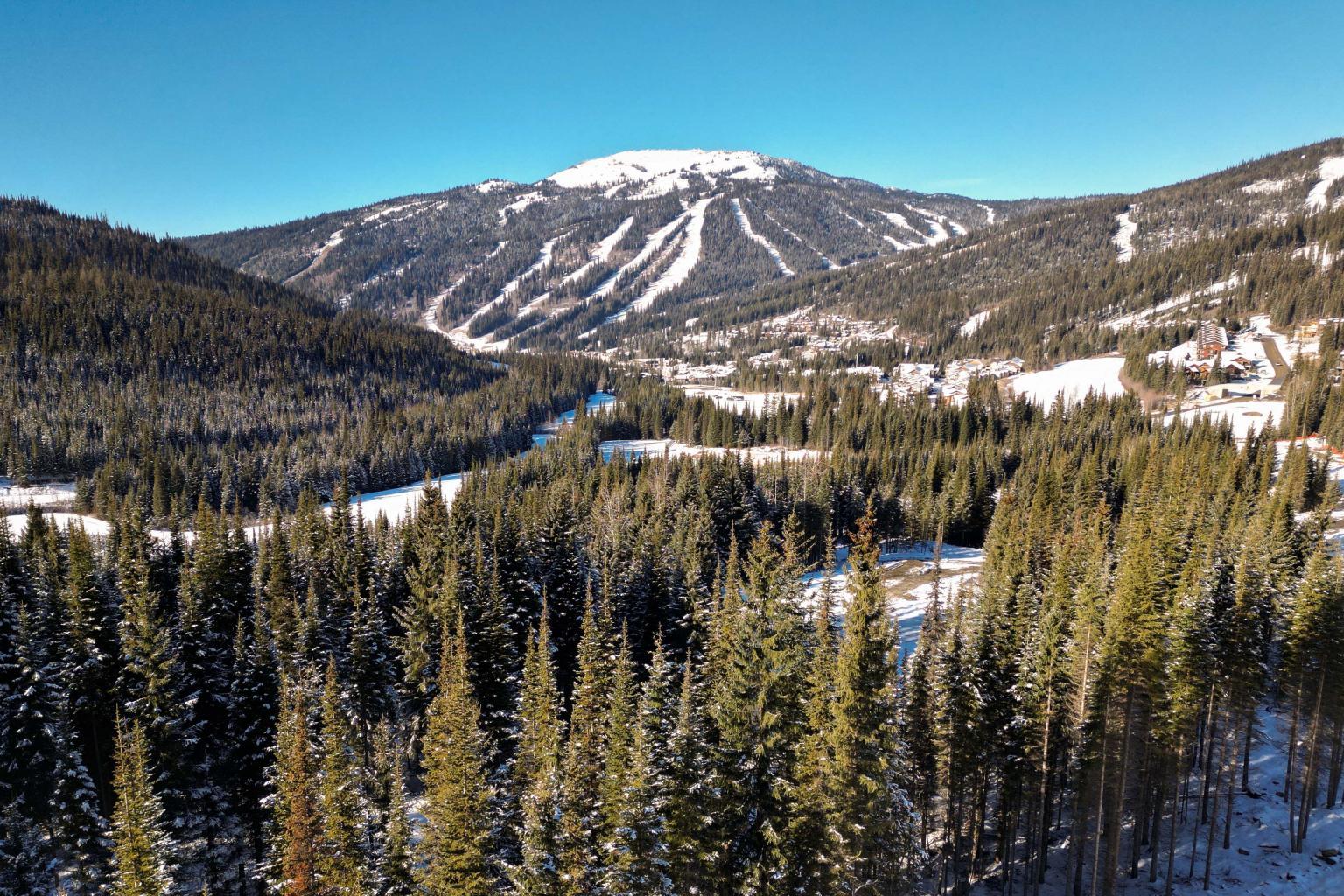 Snow-covered mountain and evergreen forest under a clear blue sky