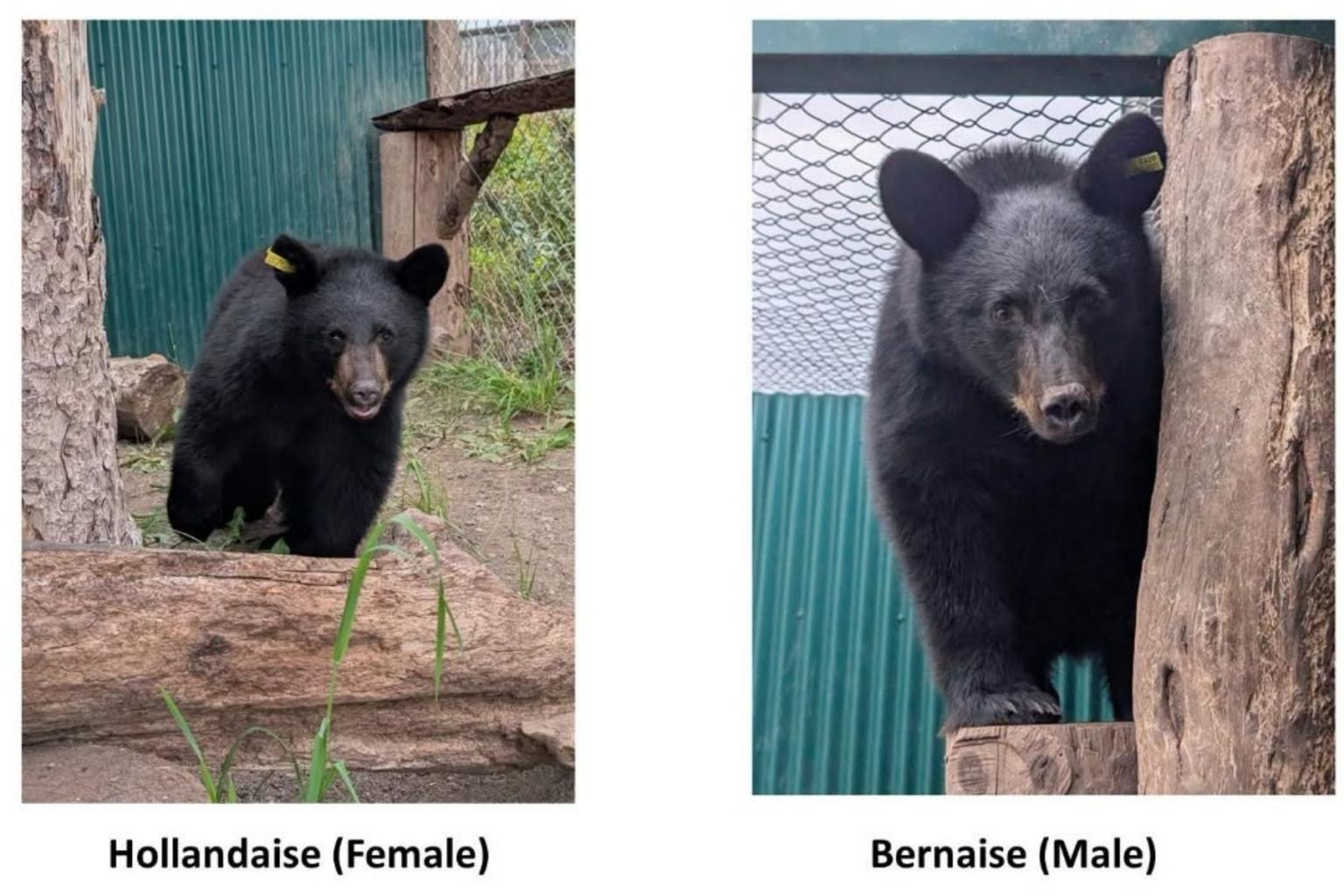 Sun Peaks Bear Aware is supporting the care of Hollandaise and Bernaise, who lost their mother this summer.