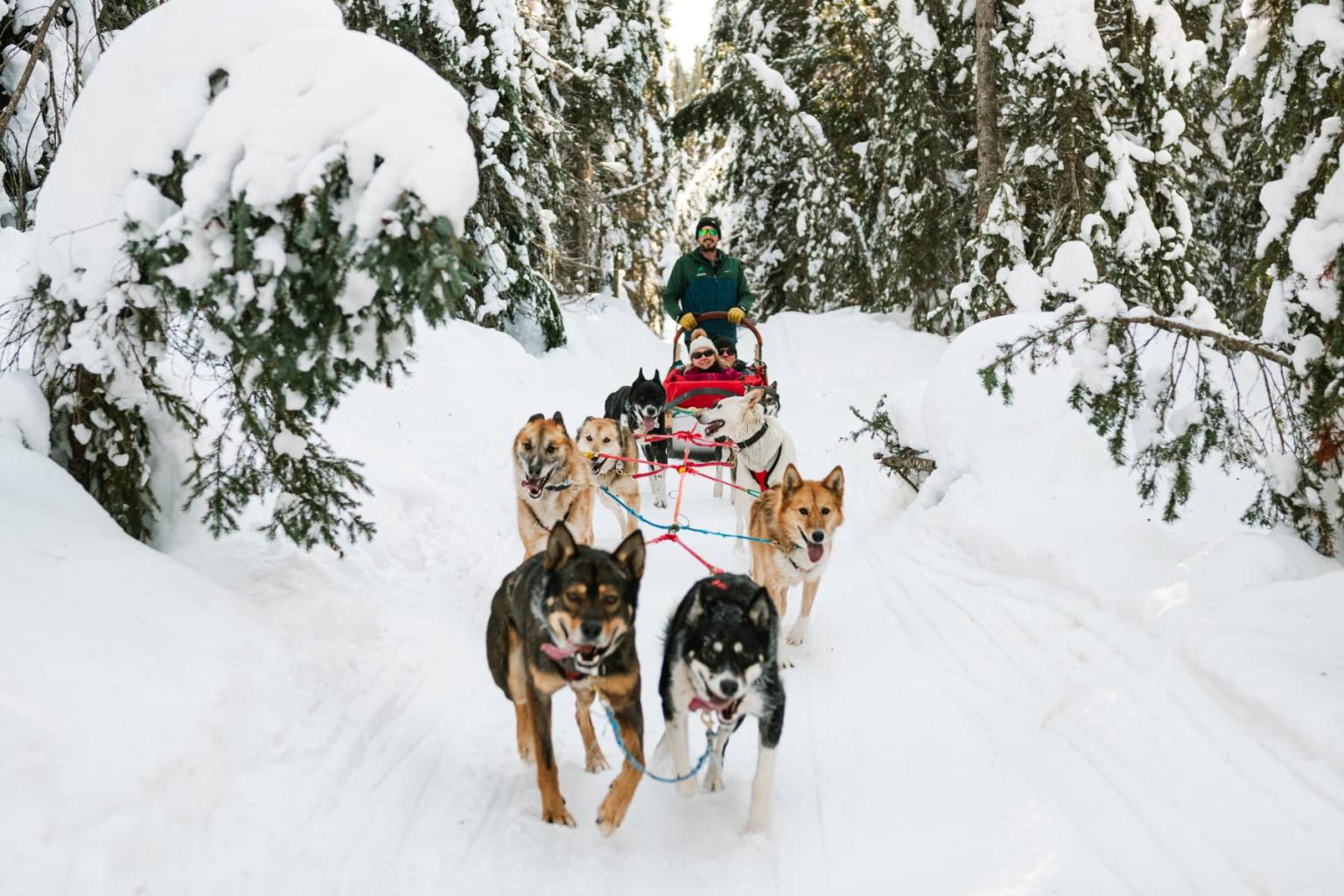 Dog sled team pulls a musher through a snowy forest trail.
