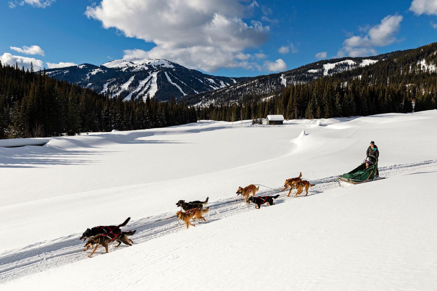Dog Sled Tours