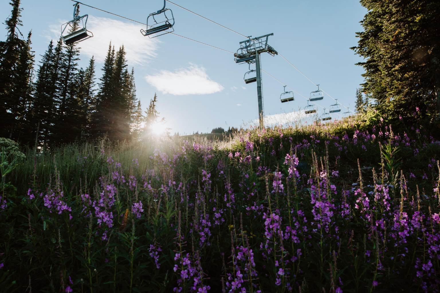chairlift with fireweed wildflowers and good light 