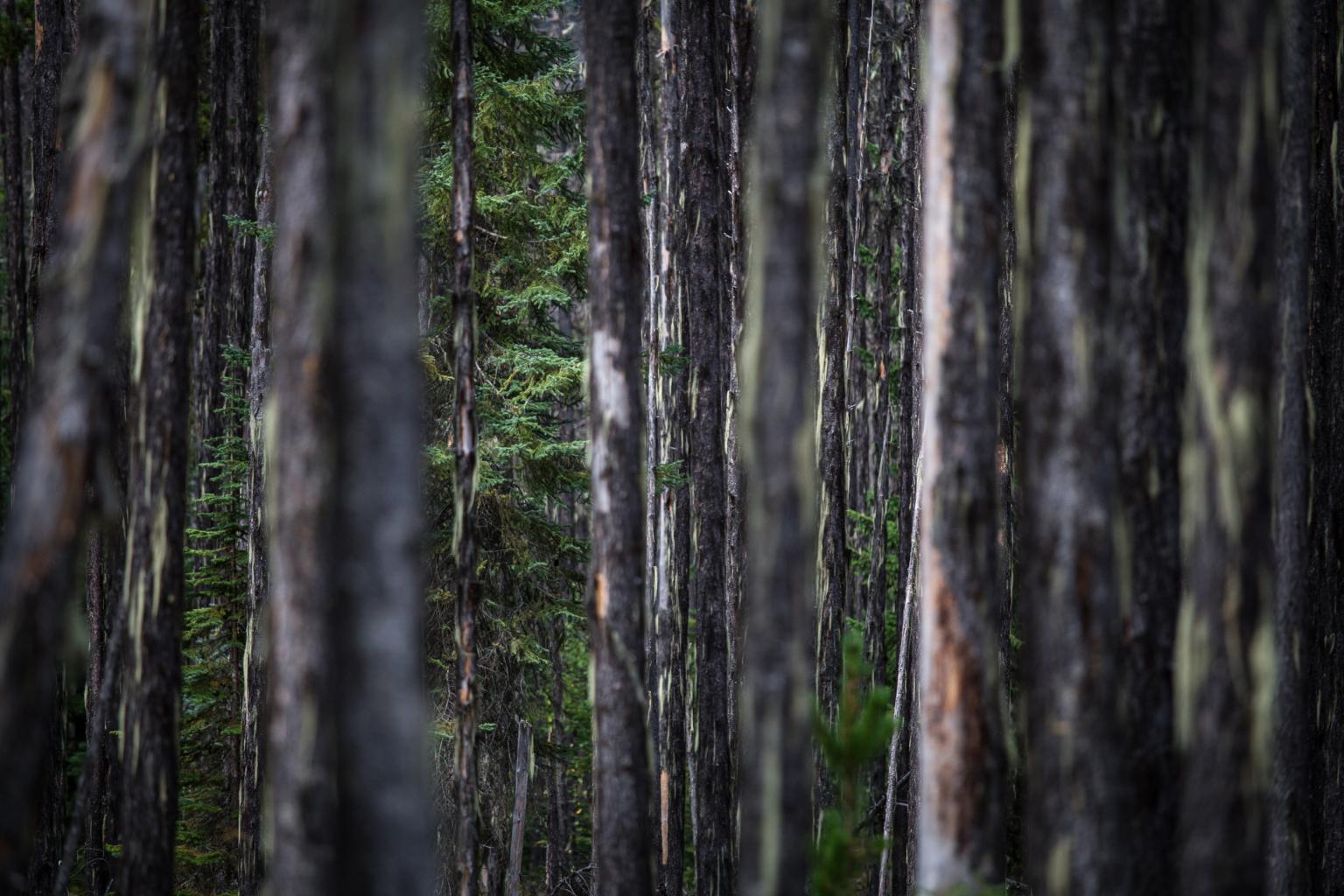 Eco Initiatives - Fire