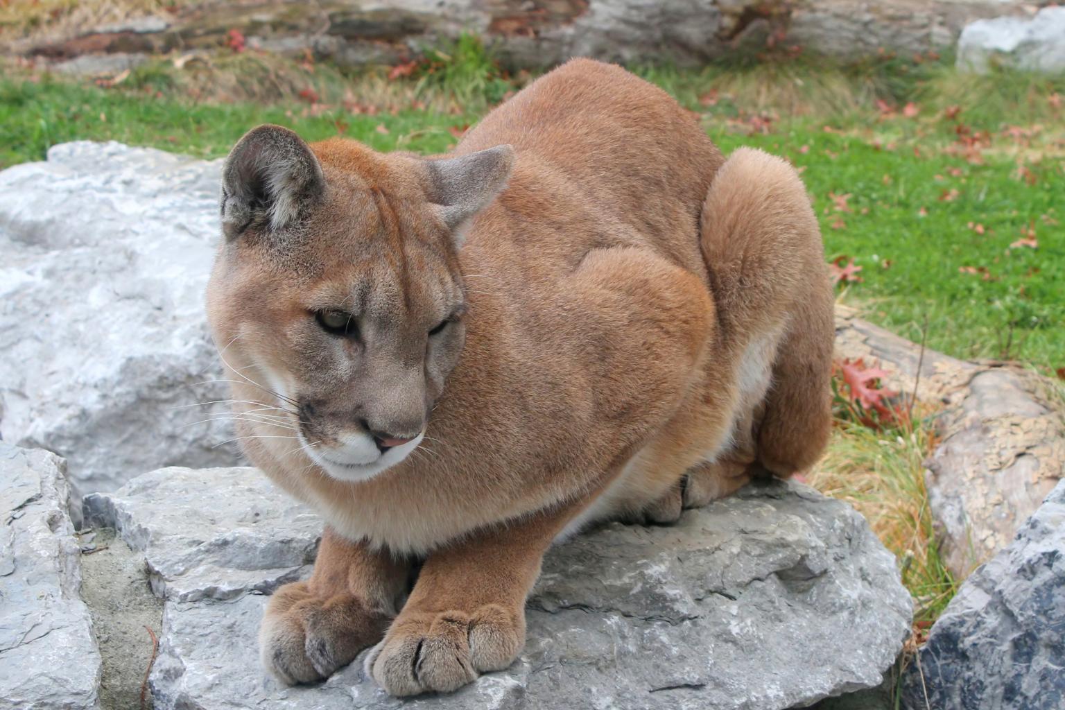 <strong>Cougar</strong>  Photo: Greg Hume (Cropped <a href="https://creativecommons.org/licenses/by-sa/3.0/" target="_blank">C.C. 3.0</a>)
