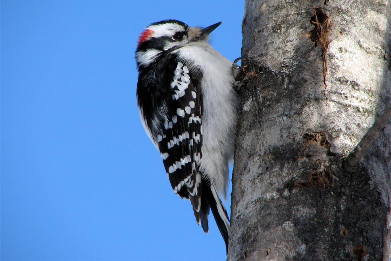 <strong>Downy Woodpecker</strong>  Photo: Peter de Wit (Cropped <a href="https://creativecommons.org/licenses/by/3.0/" target="_blank">C.C. 3.0</a>)