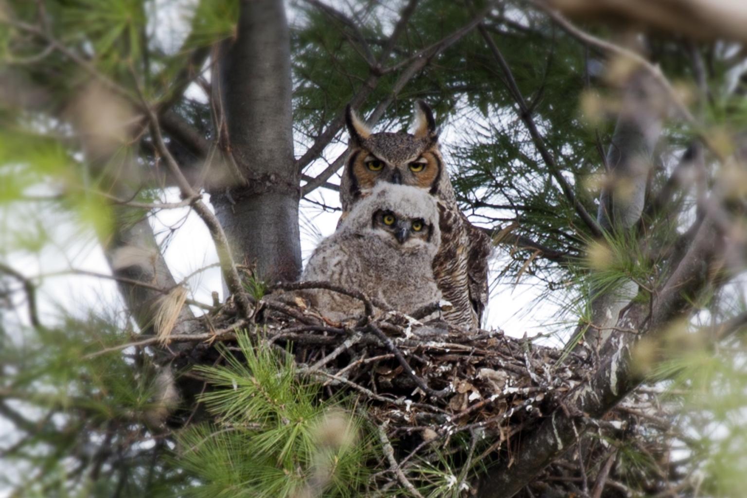 <strong>Great Horned Owl</strong>  Photo: John Kees (Cropped <a href="https://creativecommons.org/licenses/by/3.0/" target="_blank">C.C. 3.0</a>)