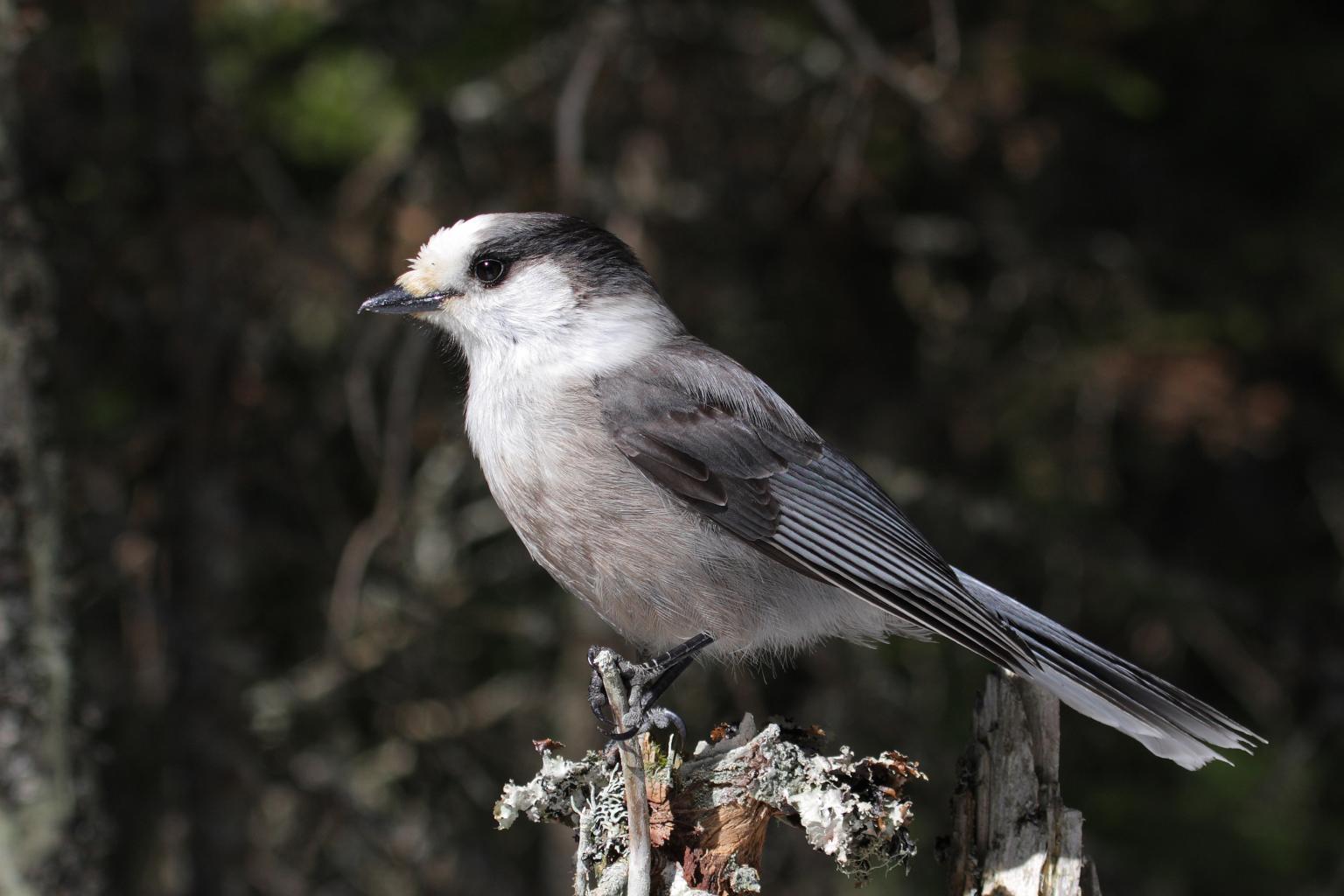 <strong>Grey Jay</strong>  Photo: Simon Pierre Barrette (Cropped <a href="https://creativecommons.org/licenses/by/3.0/" target="_blank">C.C. 3.0</a>)
