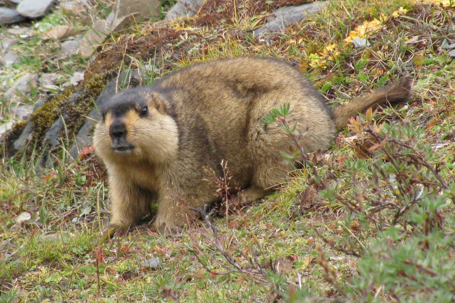 <strong>Marmot</strong>  Photo: Christopher J. Fynn (Cropped <a href="https://creativecommons.org/licenses/by-sa/3.0/" target="_blank">C.C. 3.0</a>)