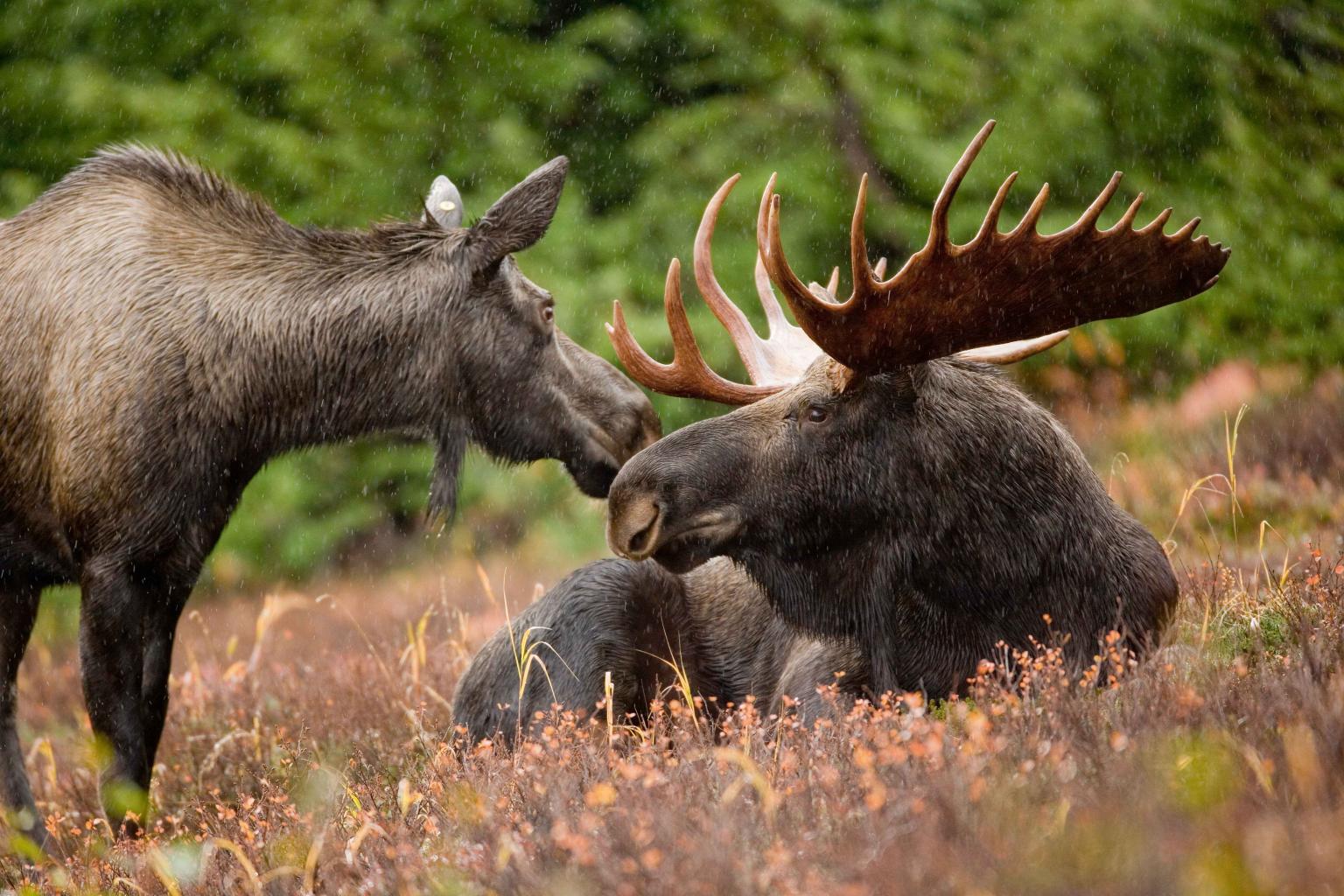 <strong>Moose</strong>  Photo: Ryan Hagerty (Cropped Public Domain)