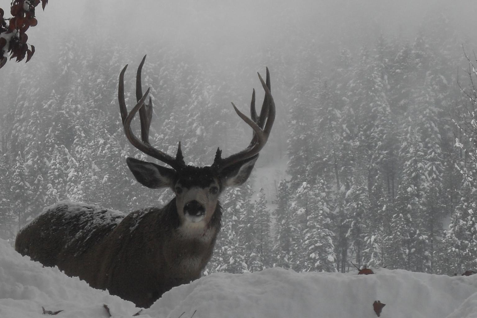 <strong>Mule Deer</strong>  Photo: Christina Bergquist (Cropped <a href="https://creativecommons.org/licenses/by-sa/3.0/" target="_blank">C.C. 3.0</a>)