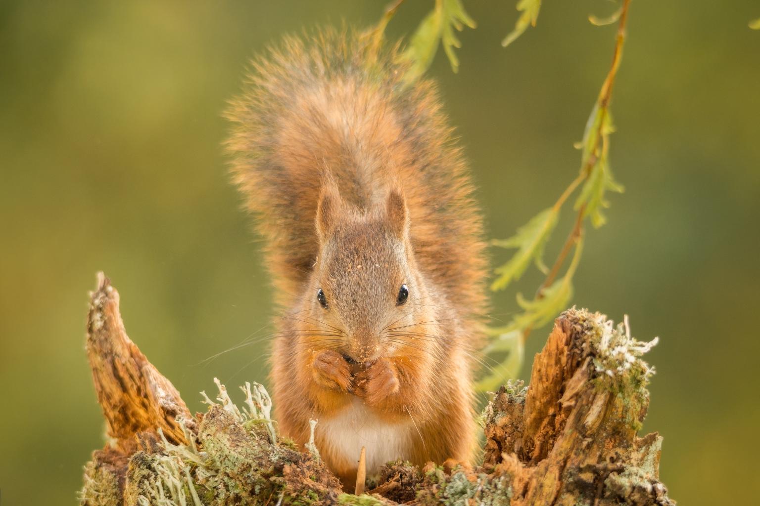 <strong>Red Squirrel</strong>  Photo: Geert Weggen (Cropped <a href="https://creativecommons.org/licenses/by-sa/4.0/" target="_blank">C.C. 4.0</a>)