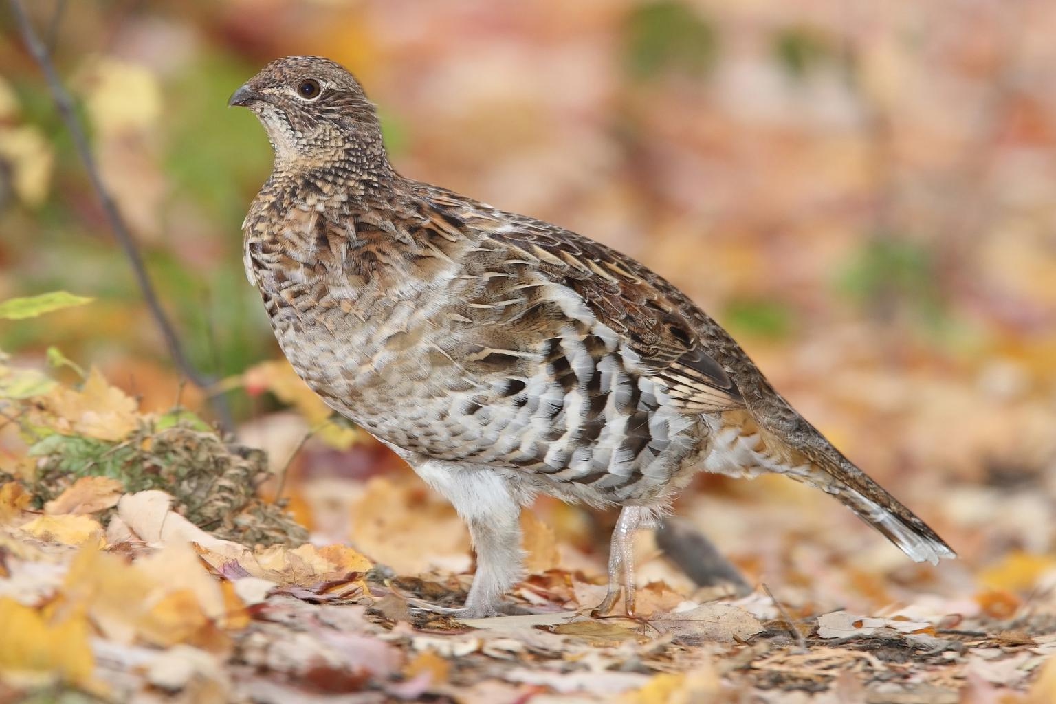 <strong>Ruffed Grouse</strong>  Photo: Mdf (Cropped <a href="https://creativecommons.org/licenses/by/3.0/" target="_blank">C.C. 3.0</a>)