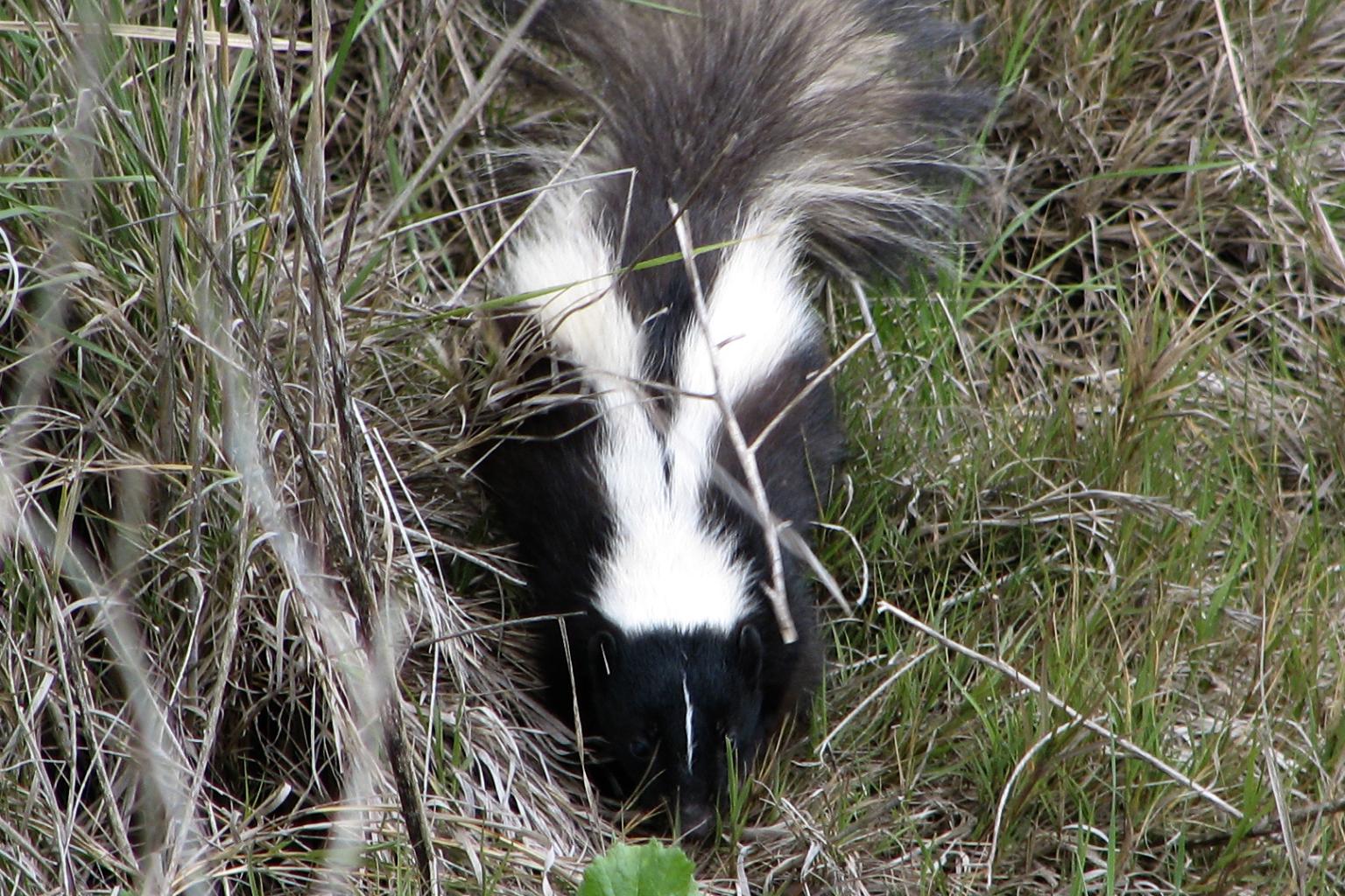 <strong>Skunk</strong>  Photo: Kevin Collins (Cropped <a href="https://creativecommons.org/licenses/by/2.0/" target="_blank">C.C. 2.0</a>)