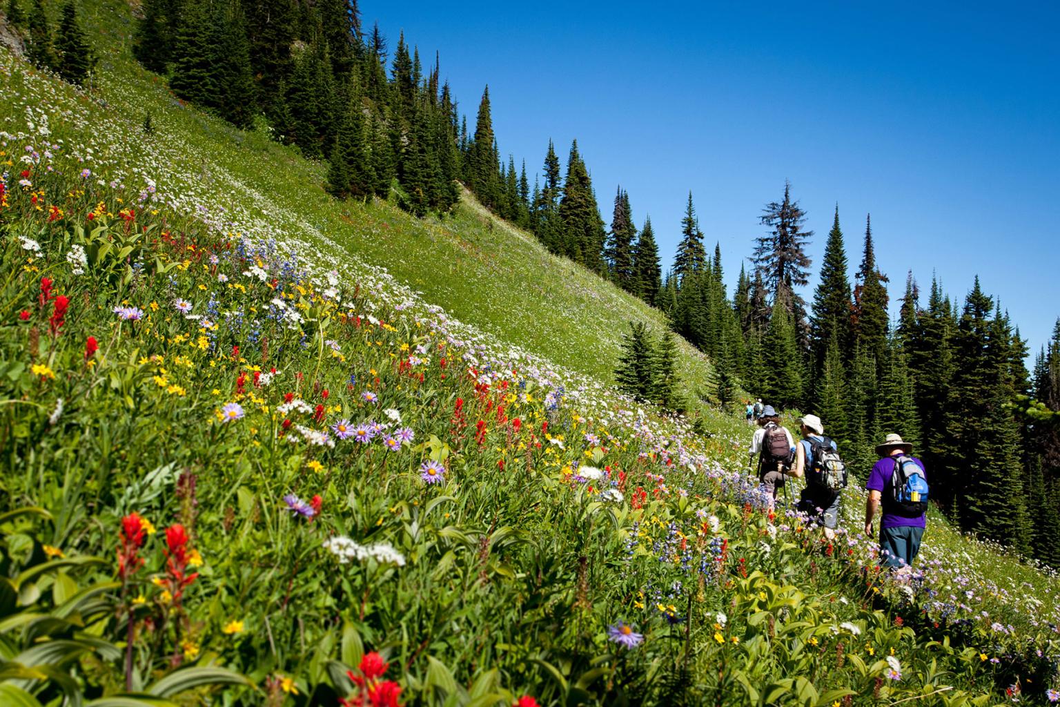 A group of people hiking in the alpine with wildflowers