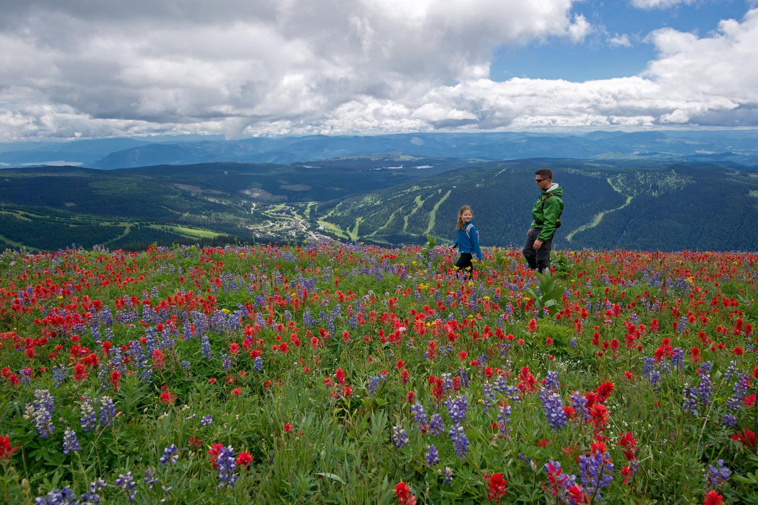 Alpine Wildflowers