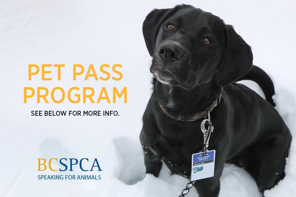 Black Labrador with a pet pass 