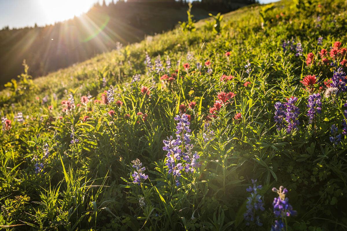 alpine flowers