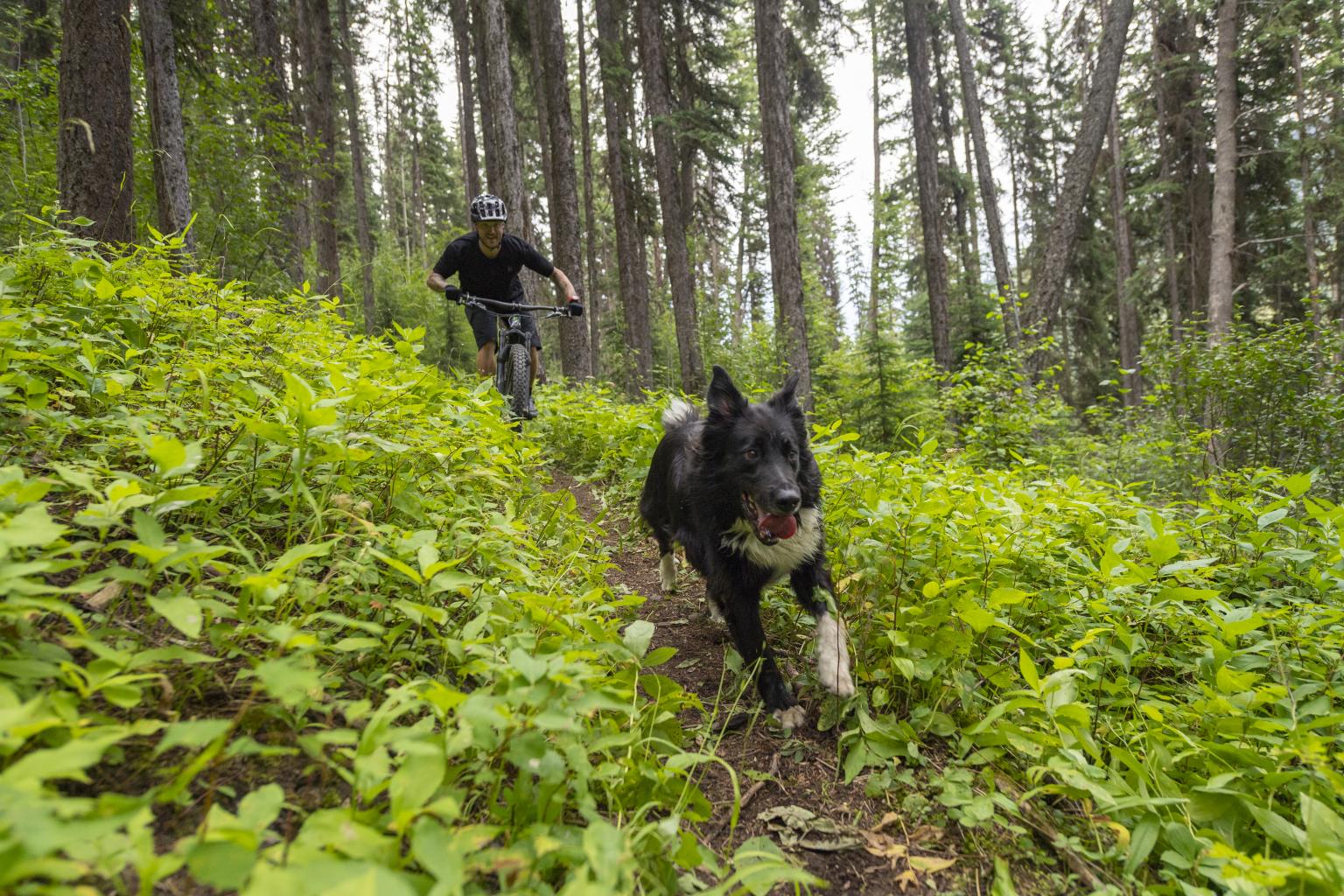 A biker riding a bike down a trail in the forest with a dof running in front of him with greenery surrounding them