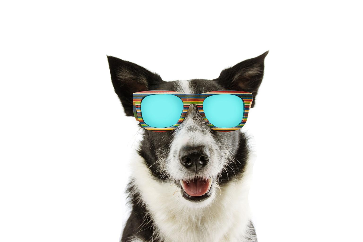 Dog in Sunglasses