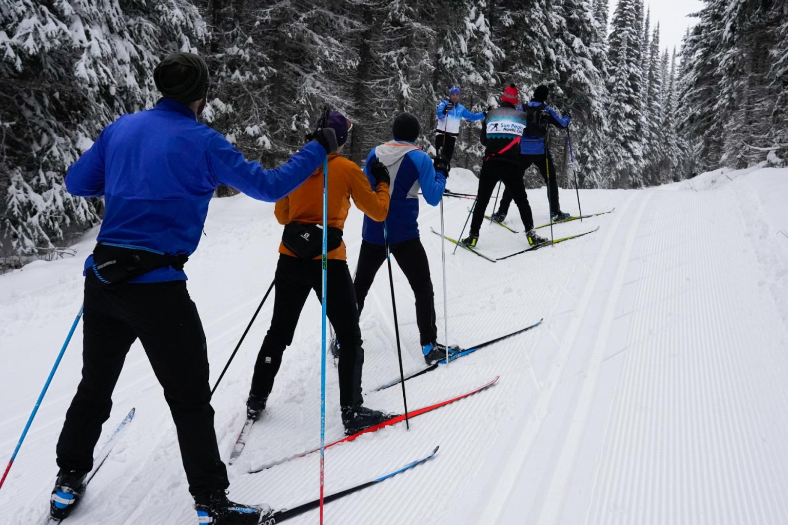 A group is nordic skiers climbing a hill with trees around them