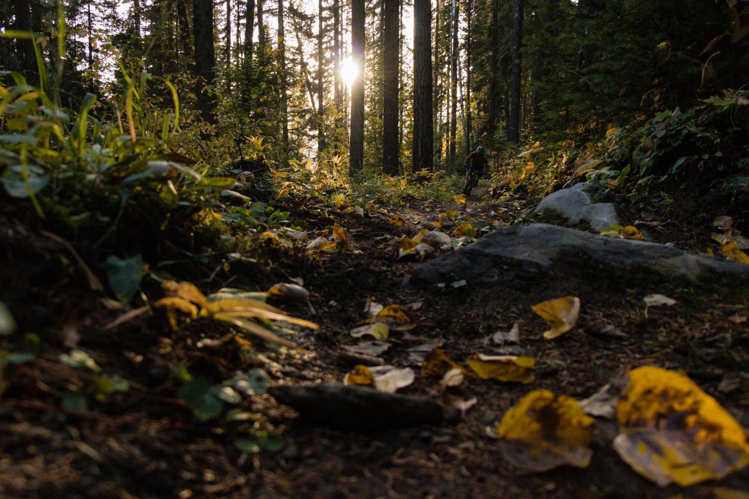 A biker riding down a trail surrounded by trees with the sun setting in the background