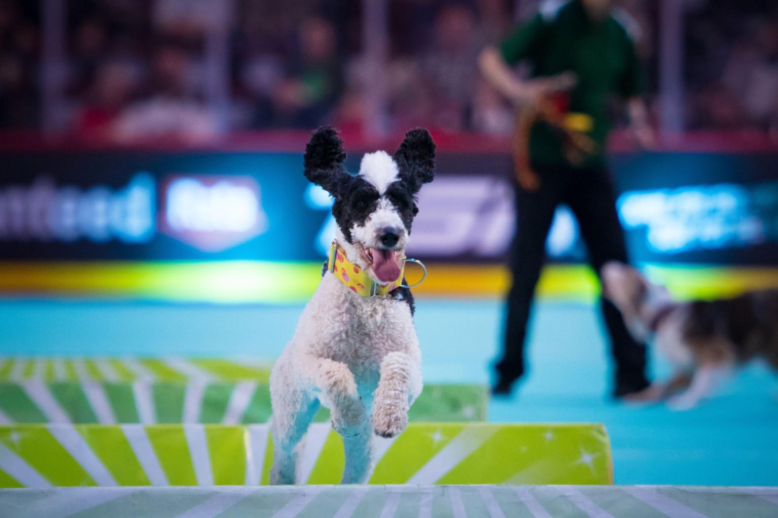 SuperDogs Arena Photo