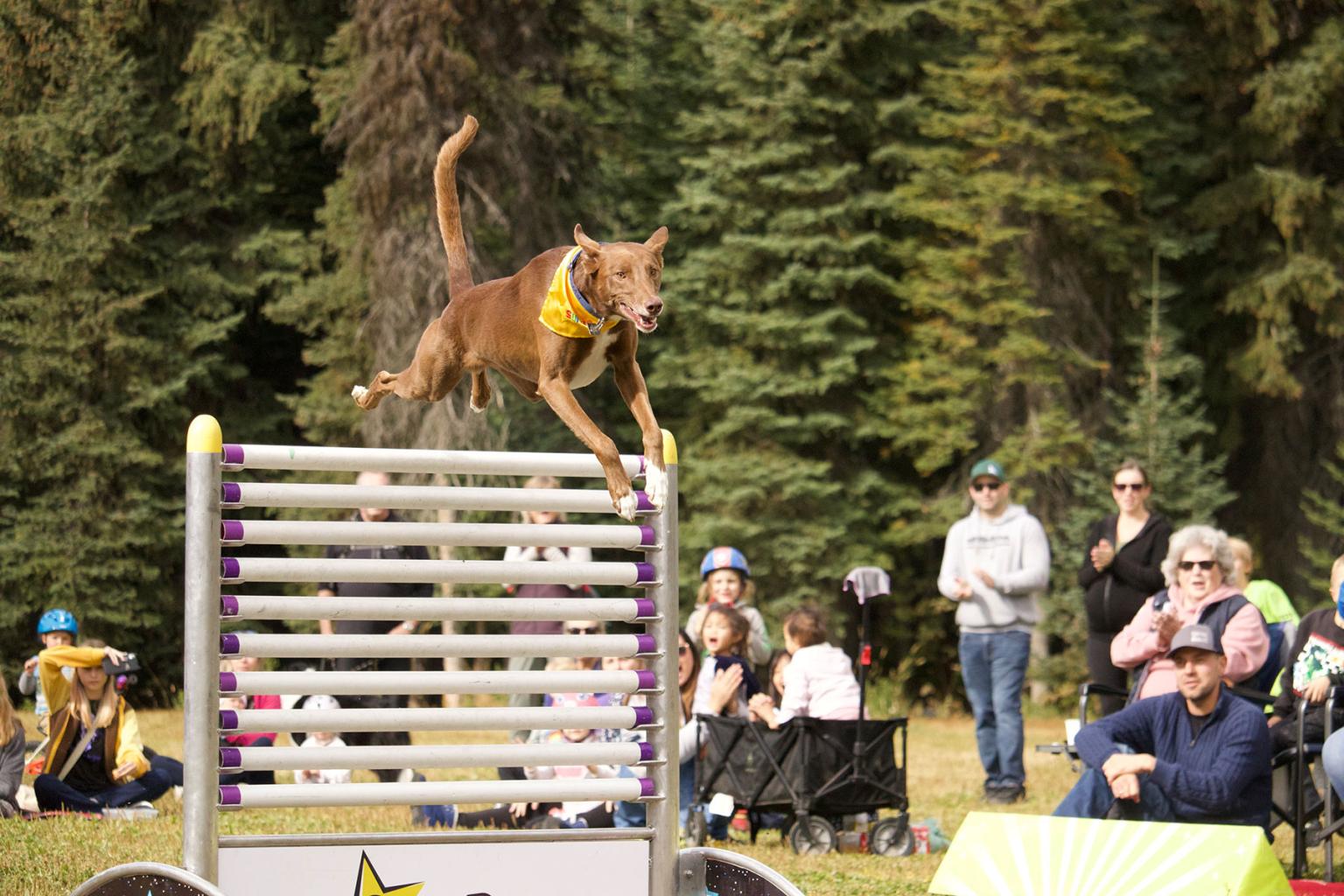 SuperDogs High Jump Stunt
