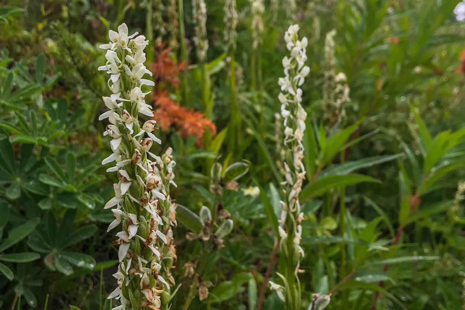 <p><strong>White Bog Orchid</strong> (Platanthera Dilatata) is often overlooked as the delicate white flowers can be short lived. Found in wetlands, bogs and seepage areas, the flowers of white bog orchid have a distinct, spicy scent.</p> <p><strong>Bloom Period:</strong> Mid-summer<br><strong>Location:</strong>&nbsp;Entire range</p>