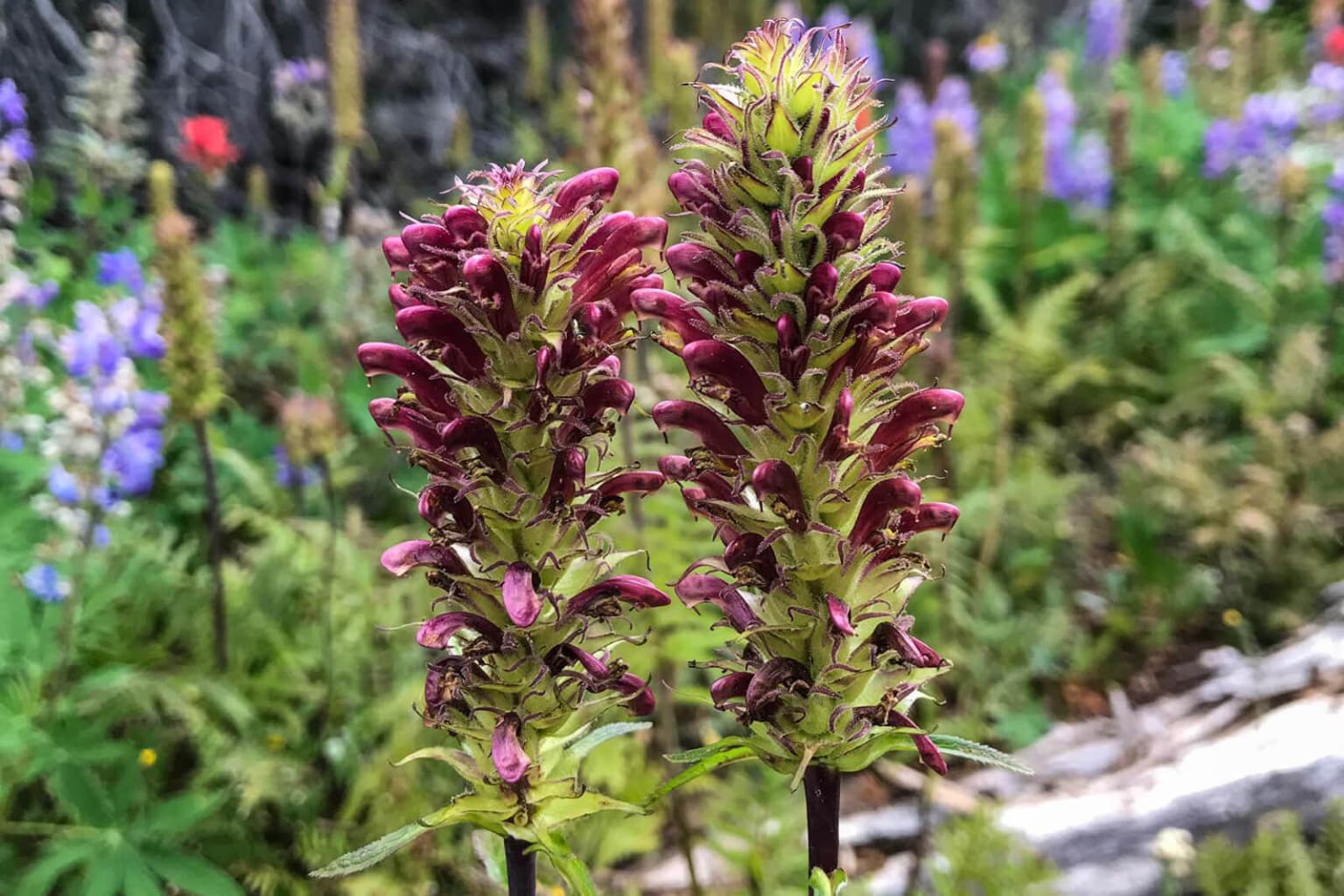 <p><strong>Louseworts</strong> (Pedicularis Bracteosa) are easily noticeable by their odd form. These plants are tall and have fern-like leaves. Most louseworts are semi-parasitic, feeding off the roots of other species.</p> <p><strong>Bloom Period:</strong> Late summer<br><strong>Location:&nbsp;</strong>Alpine meadows</p>