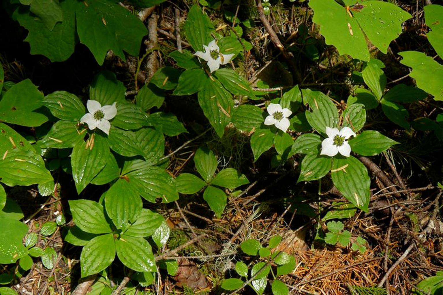 <p><strong>Bunchberry</strong> (Cornus Canadensis) also called dwarf dogwood is a small plant with four very distinctive petal-like bracts. The flower is replaced by a cluster of red berries. While some indigenous groups are known to have eaten the berries, our local Interior people considered the berries poisonous.</p> <p><strong>Bloom Period:</strong> Late summer<br><strong>Location:&nbsp;</strong>Valley and forests</p>