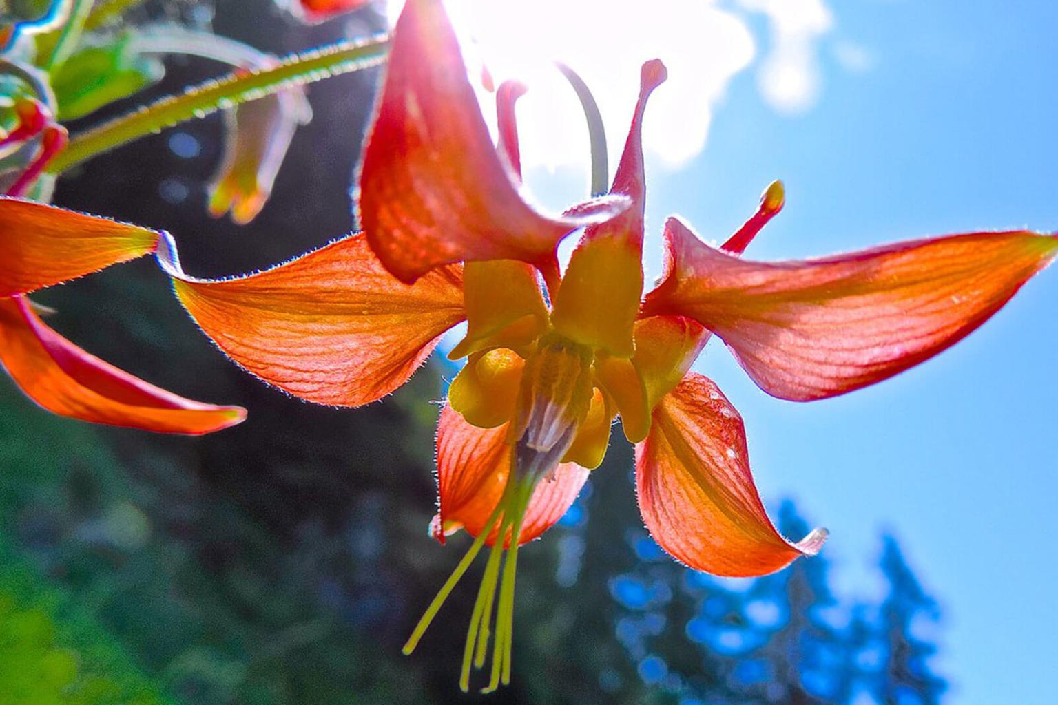 <p><strong>Red Columbine</strong> (Aquilegia Formosa) is a tall plant with unmistakable red and yellow flowers. Indigenous groups were known to use columbine as a good luck charm. There are a number of references to the flowers resembling a circle of birds (pigeons or doves) feeding from a dish.</p> <p><strong>Bloom Period:</strong> Mid-summer<br><strong>Location:</strong> Entire range</p>