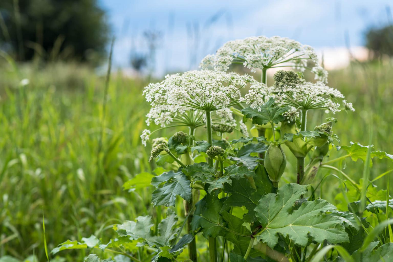 <p><strong>Cow Parsnip</strong> (Heracleum Maximum) is a very large, robust plant with large leaves and a showy &apos;umbrella&apos; of flowers. While indigenous groups do report harvesting the young plants, correct identification is critical as Cow Parsnip is easily confused with the violently poisonous Water Hemlock and Poison Hemlock.</p> <p><strong>Bloom Period:&nbsp;</strong>Mid-summer<br><strong>Location:&nbsp;</strong>Valley</p>