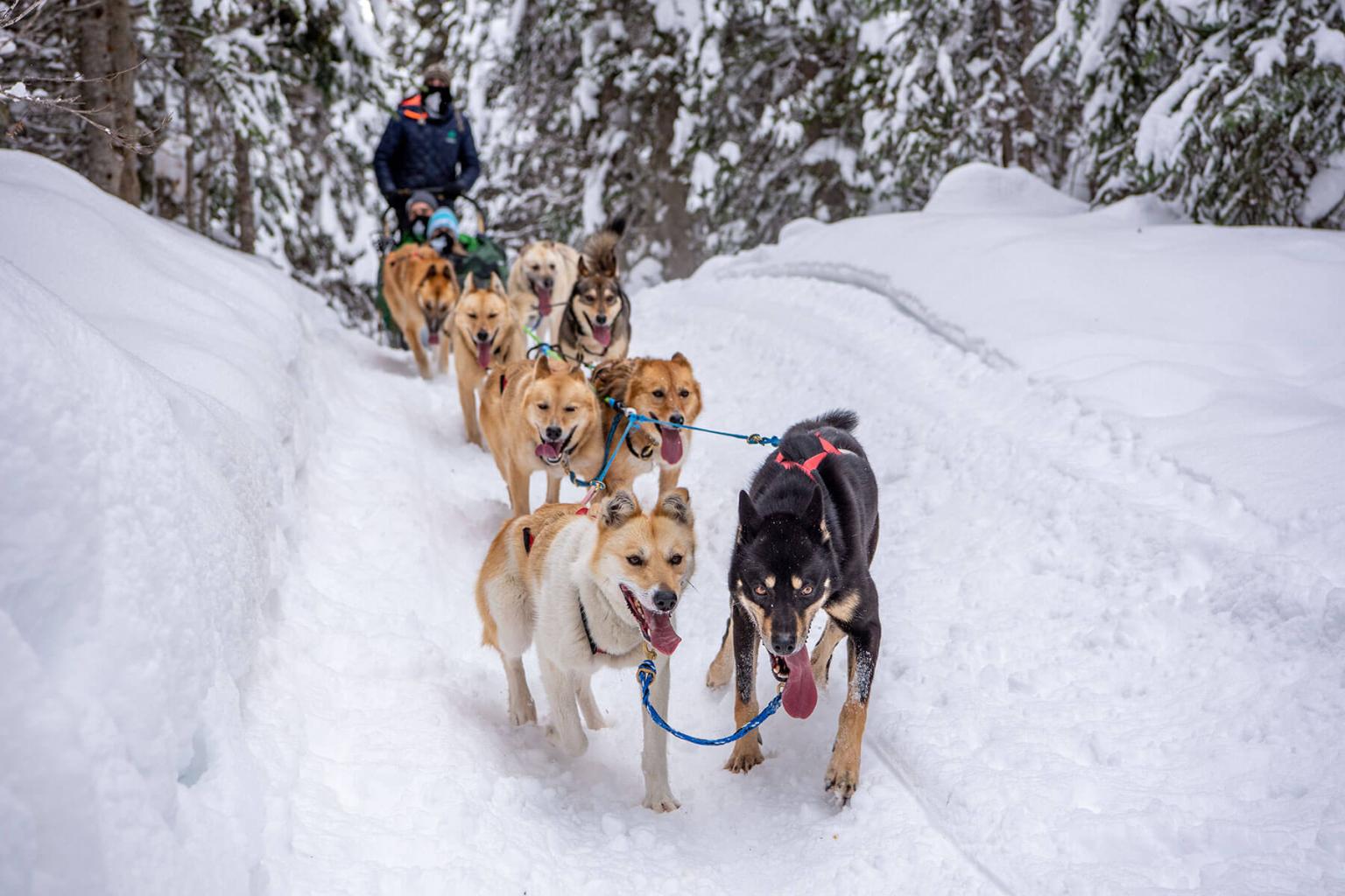 Mountain Man Dog Sledding