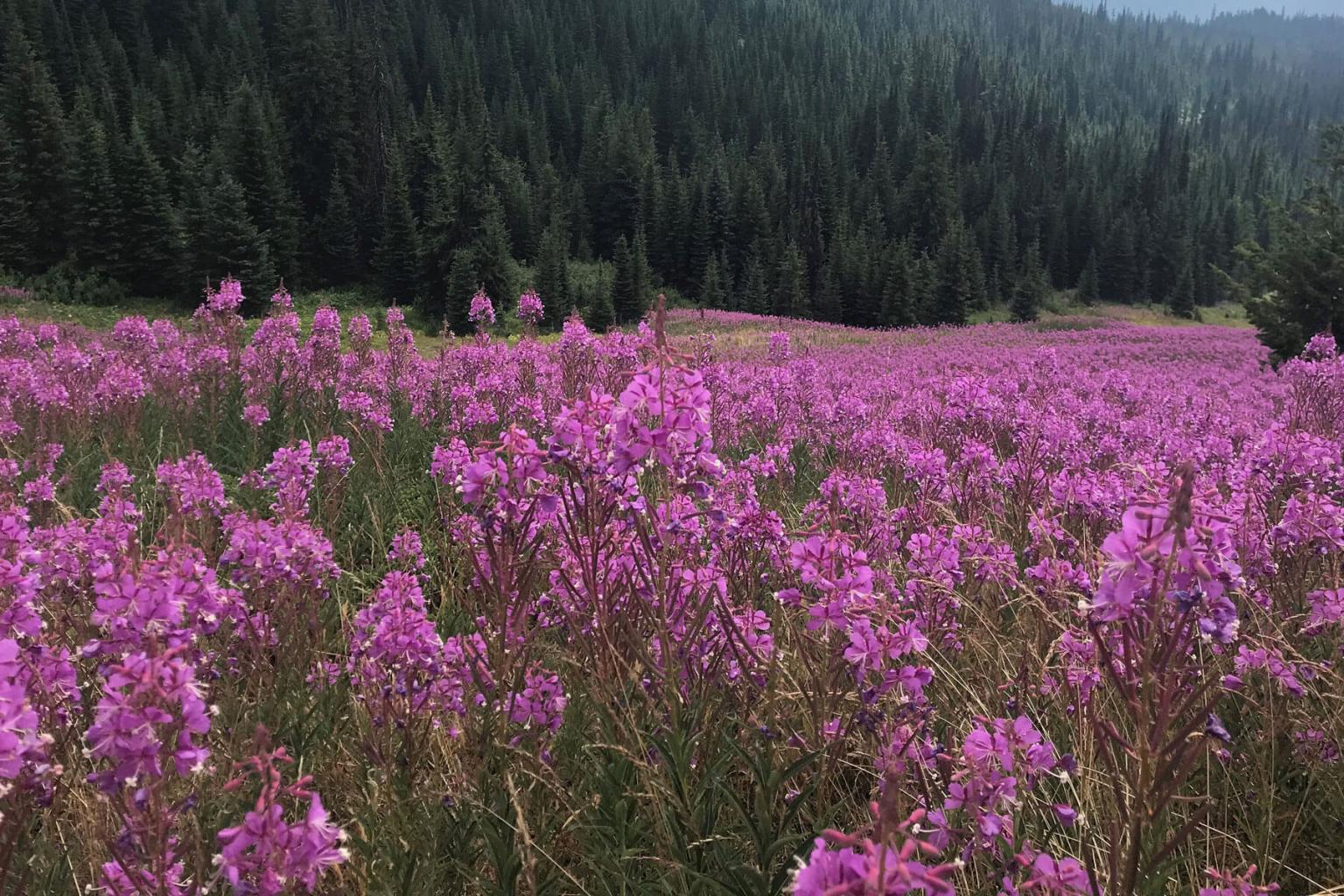 <p><strong>Fireweed</strong> (Chamaenerion Angustifolium) can be a dramatic plant, 1-3m tall. Plants tend to have more than 15 flowers atop a stem with many lance-shaped leaves. The name &apos;fireweed&apos; comes from the fact that this species is almost ubiquitous with fire burned areas. Indigenous groups used this species for many purposes ranging from tea to fibre to medicine for eczema.</p> <p><strong>Bloom Period:&nbsp;</strong>Late summer<br><strong>Location:</strong> Valley and alpine</p>