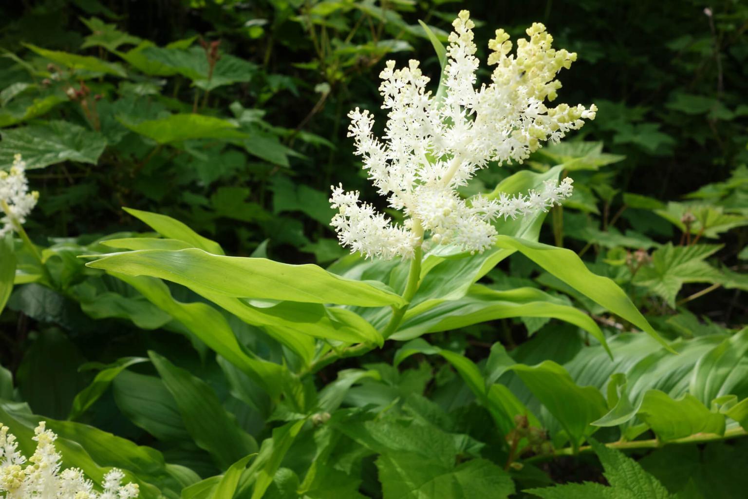 <p><strong>The False Solomons Sea</strong>l (Maianthemum Racemosum), also known as false lily-of-the-valley, is in the lily family and characterized by large (15cm) leaves with distinct parallel veins. The leaves are attached to the stem in a zig-zag pattern. Plants tend to grow in clumps and flowers occur in a showy terminal bunch of 20-80 star-shaped flowers.</p> <p><strong>Bloom Period:</strong> Mid-summer<br><strong>Location:&nbsp;</strong>Valley and forests</p>